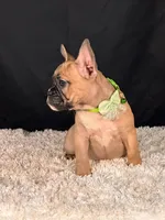 Mocha, a female French Bulldog for sale in Broomfield, CO – 1 of 3