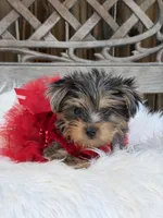 Ruby Red, a female Yorkshire Terrier for sale in Broomfield, CO – 3 of 3