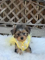Poppy, a female Yorkshire Terrier for sale in Broomfield, CO – 1 of 3