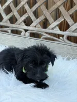 Crow, a female Yorkshire Terrier for sale in Broomfield, CO – 3 of 3