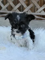 Domino, a male Yorkshire Terrier for sale in Broomfield, CO – 2 of 3