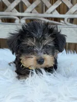 Bo, a male Yorkshire Terrier for sale in Broomfield, CO – 3 of 3