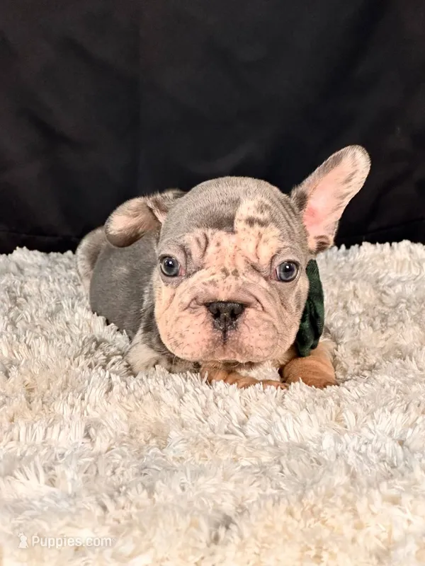 Sparky – French Bulldog puppy for sale in Broomfield, CO