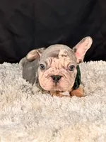 Sparky, a male French Bulldog for sale in Broomfield, CO – 1 of 3