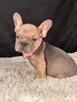 Caramel, a female French Bulldog for sale in Broomfield, CO – 2 of 3
