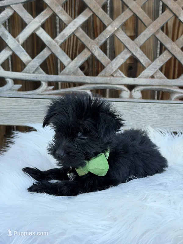 Crow – Yorkshire Terrier puppy for sale in Broomfield, CO
