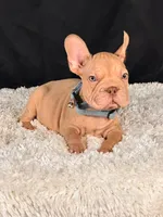 Brad Pitt, a male French Bulldog for sale in Broomfield, CO – 2 of 3