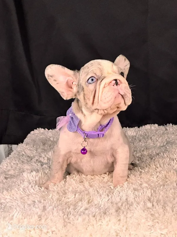 Lilly blue – French Bulldog puppy for sale in Broomfield, CO