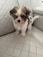 Smore, a male Yorkshire Terrier for sale in Broomfield, CO – 2 of 3