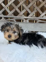 Duke, a male Yorkshire Terrier for sale in Broomfield, CO – 4 of 4
