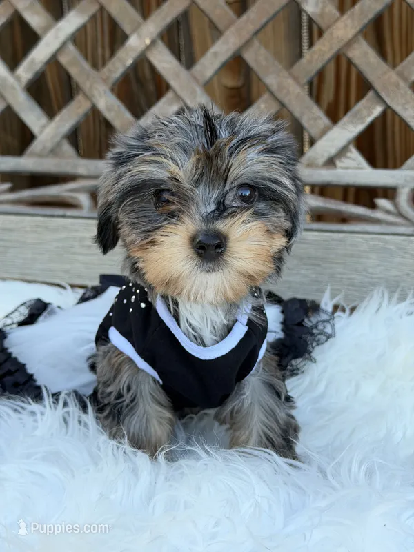 Dolly – Yorkshire Terrier puppy for sale in Broomfield, CO