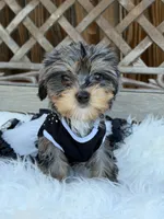 Dolly, a female Yorkshire Terrier for sale in Broomfield, CO – 1 of 3