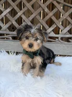 Duke, a male Yorkshire Terrier for sale in Broomfield, CO – 3 of 4