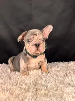Sparky, a male French Bulldog for sale in Broomfield, CO – 2 of 3