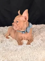 Brad Pitt, a male French Bulldog for sale in Broomfield, CO – 3 of 3