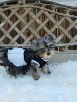Dolly, a female Yorkshire Terrier for sale in Broomfield, CO – 3 of 3