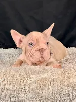 Meverick, a male French Bulldog for sale in Broomfield, CO – 2 of 3