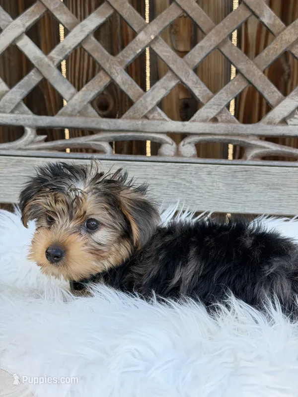 Duke – Yorkshire Terrier puppy for sale in Broomfield, CO
