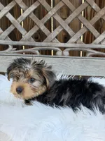 Duke, a male Yorkshire Terrier for sale in Broomfield, CO – 1 of 4