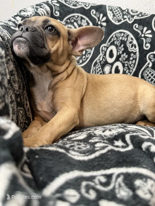 Boxie – French Bulldog puppy for sale in Broomfield, CO