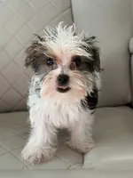 Dominoe , a male Yorkshire Terrier for sale in Broomfield, CO – 1 of 3