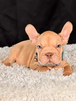 Brad Pitt, a male French Bulldog for sale in Broomfield, CO – 1 of 3