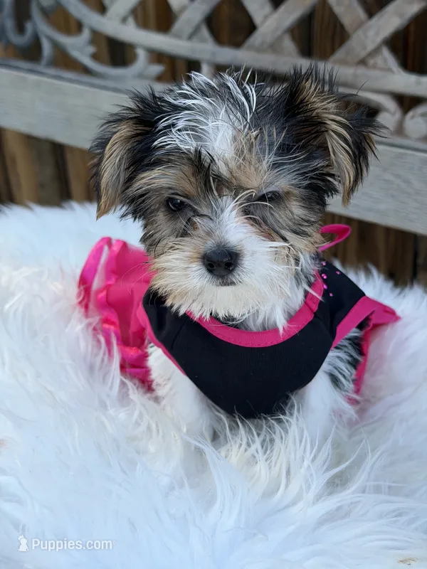 Devilla – Yorkshire Terrier puppy for sale in Broomfield, CO