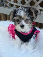 Devilla, a female Yorkshire Terrier for sale in Broomfield, CO – 1 of 3