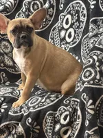 Boxie, a female French Bulldog for sale in Broomfield, CO – 2 of 2