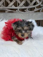 Ruby Red, a female Yorkshire Terrier for sale in Broomfield, CO – 2 of 3