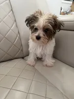 Smore, a male Yorkshire Terrier for sale in Broomfield, CO – 3 of 3