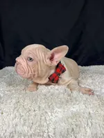 Meverick, a male French Bulldog for sale in Broomfield, CO – 1 of 3