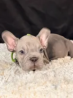 Bluey, a male French Bulldog for sale in Broomfield, CO – 2 of 3