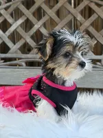 Devilla, a female Yorkshire Terrier for sale in Broomfield, CO – 3 of 3
