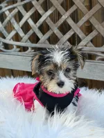 Devilla, a female Yorkshire Terrier for sale in Broomfield, CO – 2 of 3