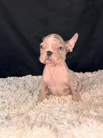 Little Paw, a female French Bulldog for sale in Broomfield, CO – 2 of 3