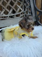 Poppy, a female Yorkshire Terrier for sale in Broomfield, CO – 3 of 3