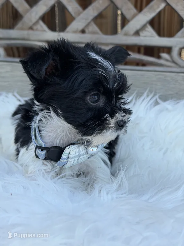 Domino – Yorkshire Terrier puppy for sale in Broomfield, CO