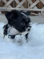 Domino, a male Yorkshire Terrier for sale in Broomfield, CO – 1 of 3
