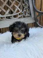 Bo, a male Yorkshire Terrier for sale in Broomfield, CO – 2 of 3