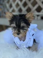 Fanny, a male Yorkshire Terrier for sale in Broomfield, CO – 2 of 4