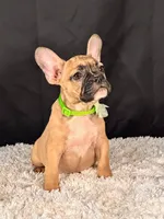 Mocha, a female French Bulldog for sale in Broomfield, CO – 3 of 3