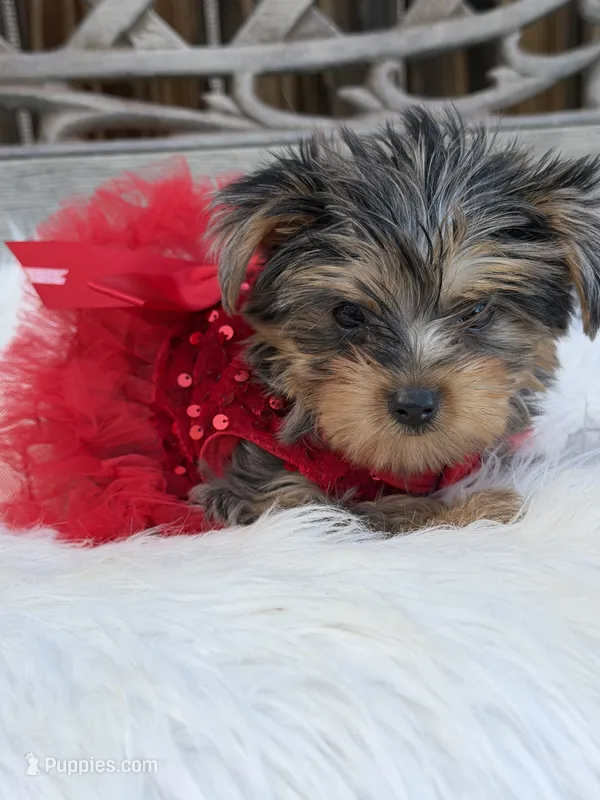 Ruby Red – Yorkshire Terrier puppy for sale in Broomfield, CO
