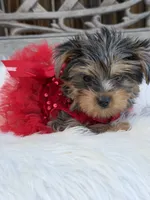 Ruby Red, a female Yorkshire Terrier for sale in Broomfield, CO – 1 of 3
