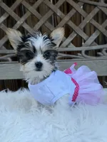 Oreo, a female Yorkshire Terrier for sale in Broomfield, CO – 3 of 3