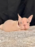 Meverick, a male French Bulldog for sale in Broomfield, CO – 3 of 3