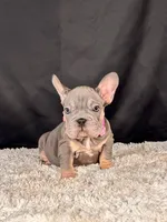 Violet, a female French Bulldog for sale in Broomfield, CO – 4 of 4