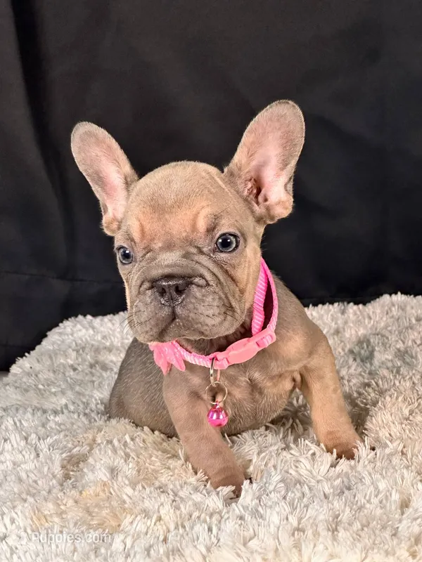 Caramel – French Bulldog puppy for sale in Broomfield, CO