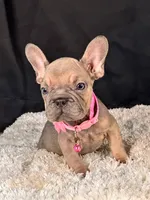Caramel, a female French Bulldog for sale in Broomfield, CO – 1 of 3