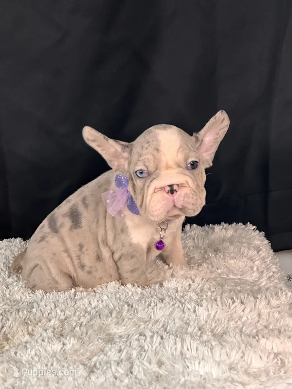 Iirriss – French Bulldog puppy for sale in Broomfield, CO